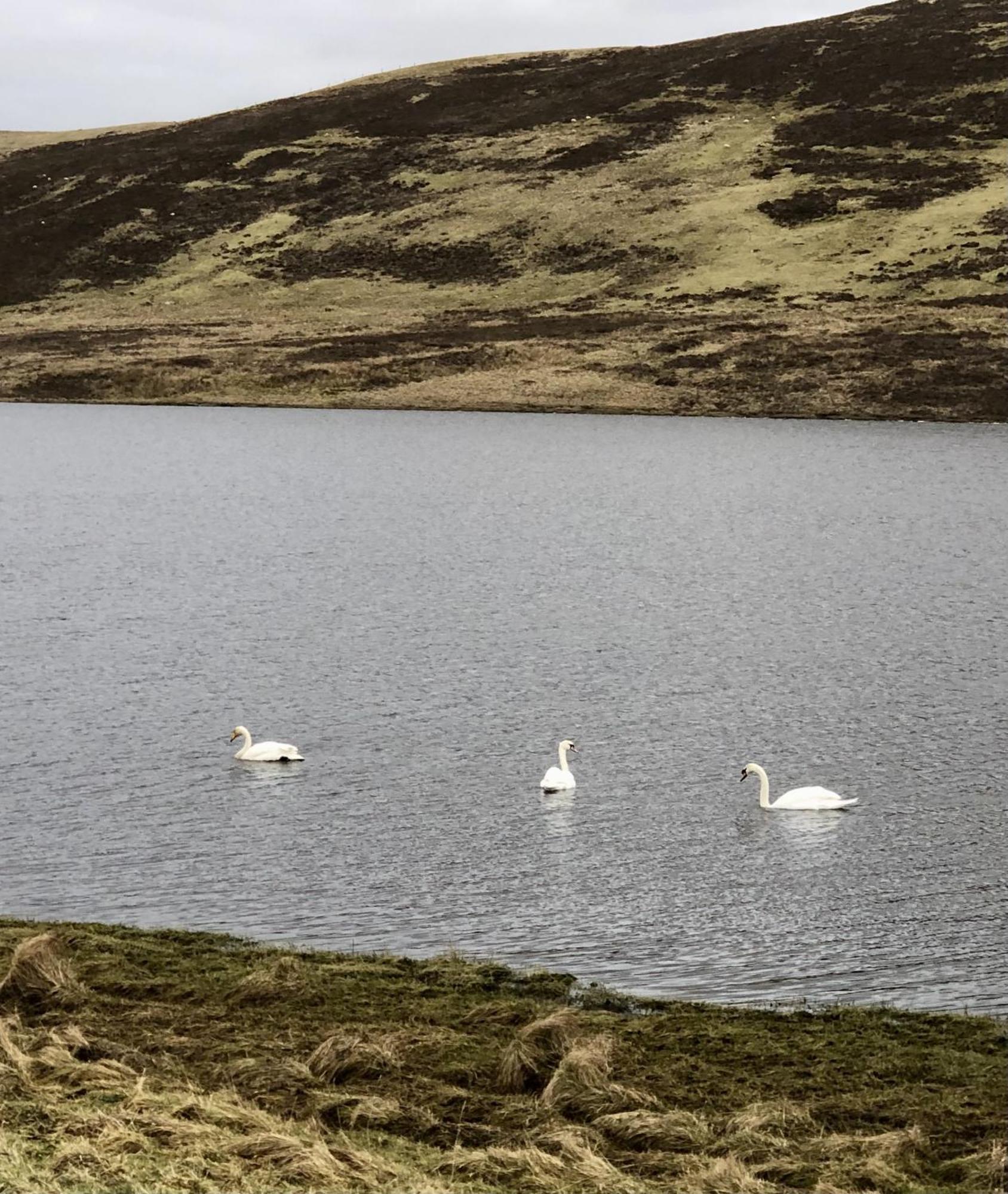 Scalloway Caravan Park Экстерьер фото